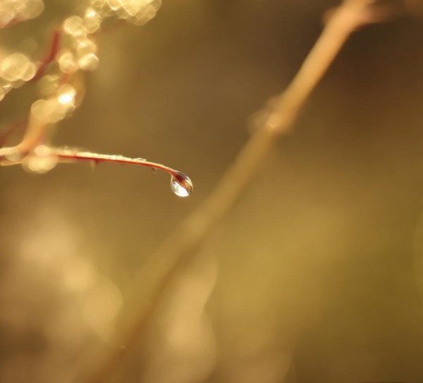 一滴一滴，舌尖上的小确幸